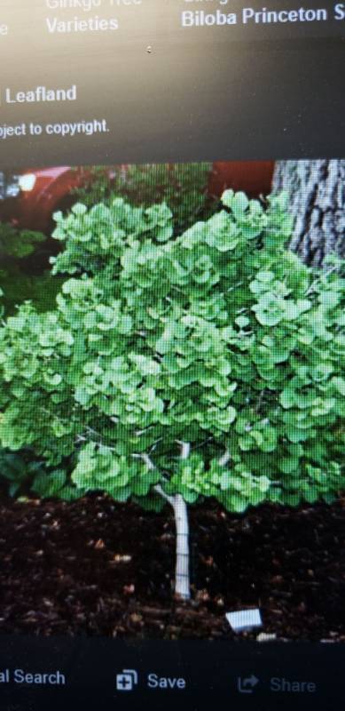 lot 1973 image: Jade Butterflies Ginkgo Tree