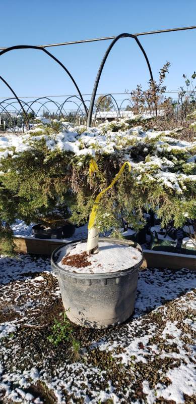 lot 1977 image: Daubs Frosted Juniper tree 45 gallon container