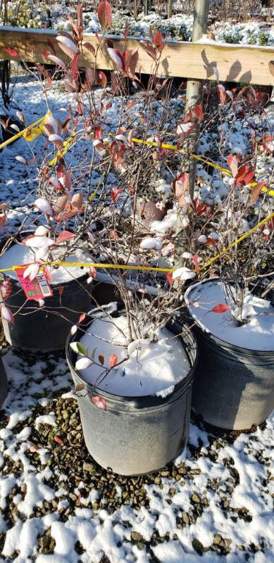 lot 1981 image: Iroquois Beauty Black Chokeberry 15 gallon pot
