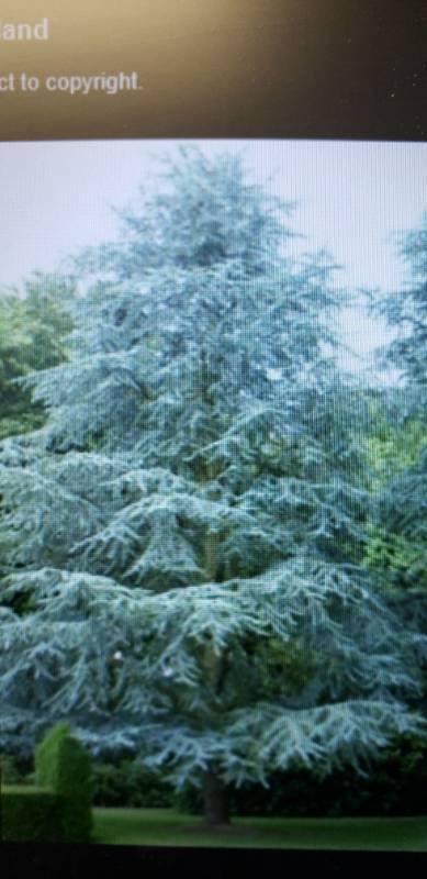 lot 1983 image: Blue Atlas Cedar 25 gallon pot
