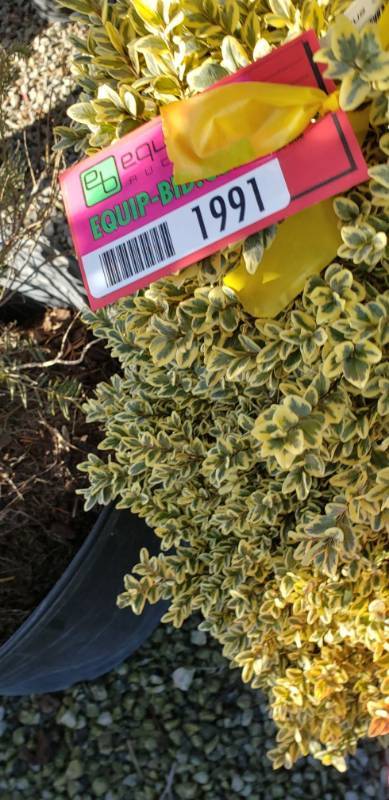 lot 1991 image: Variegated boxwood 3 teared pompom 15 gallon pot