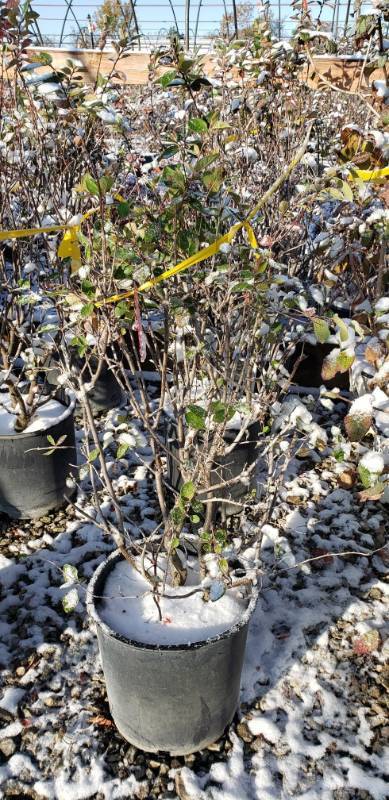lot 1992 image: Hedge Cotoneaster 5 gallon pot