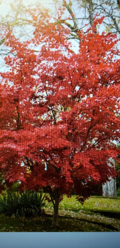 lot 1996 image: Bloodgood Japenese Maple 7 gallon pot