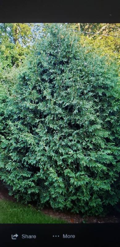lot 1998 image: Techny Eastern Redcedar