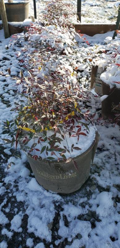lot 1999 image: Nandina Flirt 3 gallon pot