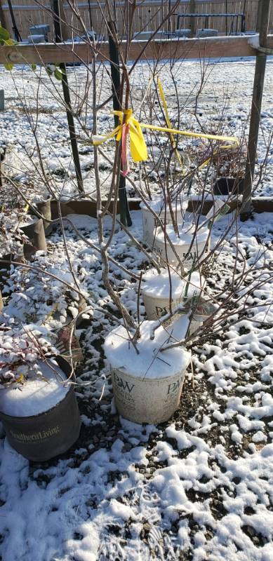 lot 2001 image: Buttonbush 3 gallon container