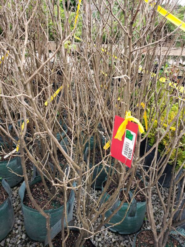 lot 2005 image: Fragrant Sumac 3 gallon pot