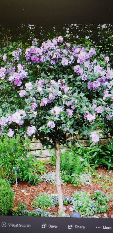lot 2101 image: Lavender Chiffon Hibiscus Tree 5 gallon container