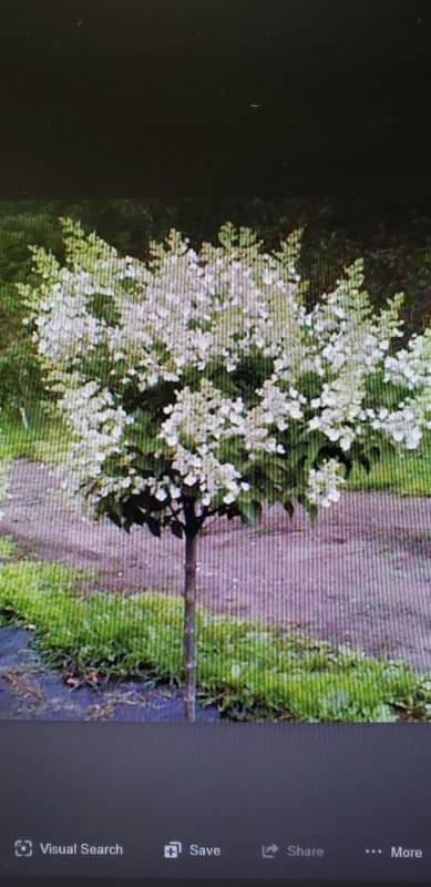 lot 2102 image: Kyushu Hydrangea tree 15 gallon container