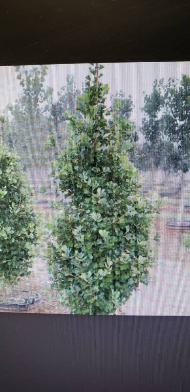 lot 2104 image: Goldspire Ginkgo Tree 25 gallon container