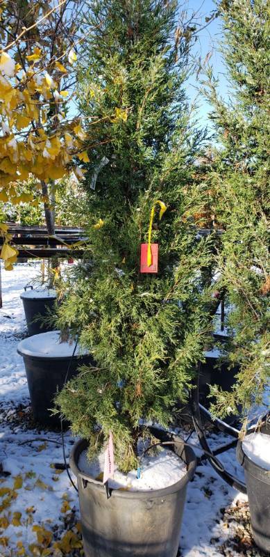lot 2105 image: Taylor Juniper 15 gallon pot