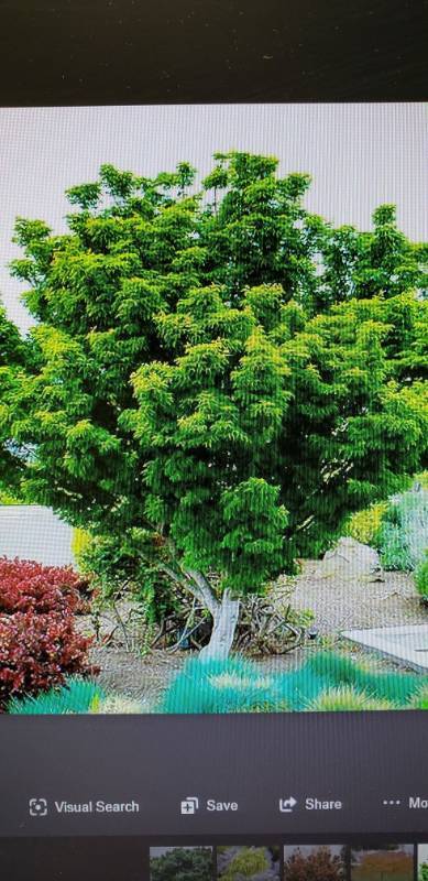 lot 2108 image: Lions Head Japnese maple 15 gallon pot