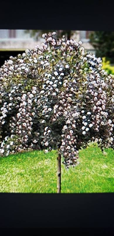 lot 2115 image: Summer Wine Ninebark Tree 7 gallon pot