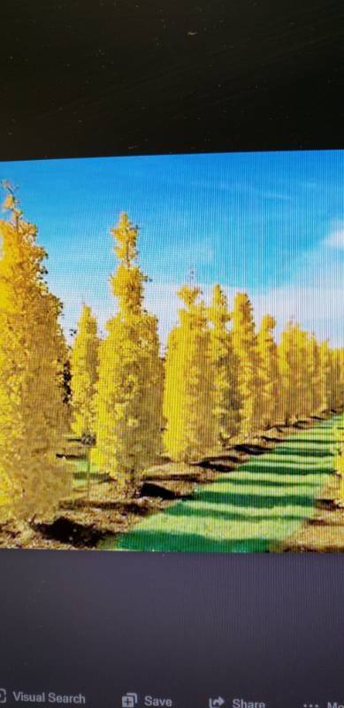 lot 2119 image: Gingko Fastigiata 25 gallon pot