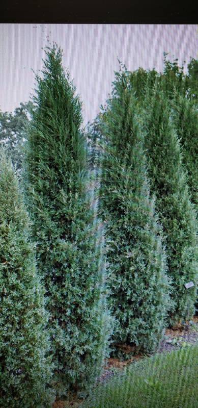 lot 2120 image: Taylor Juniper 15 gallon pot