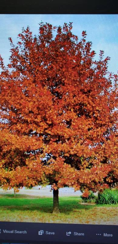 lot 2126 image: Shantung Maple 25 gallon pot