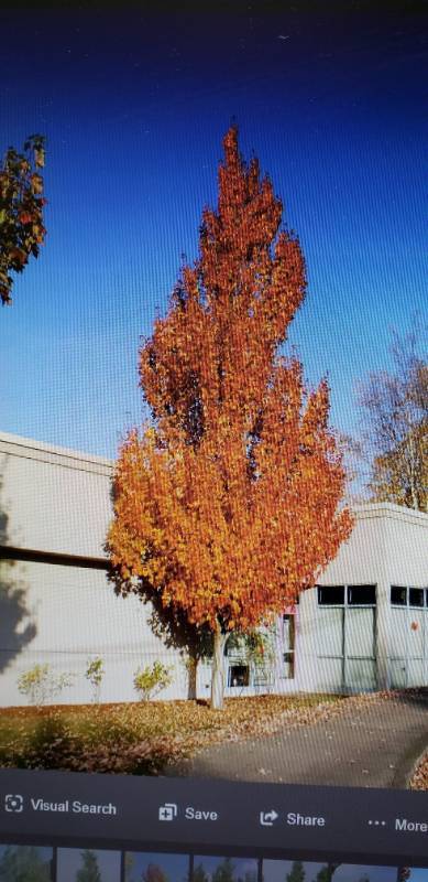 lot 2128 image: Armstrong Maple 15 gallon pot