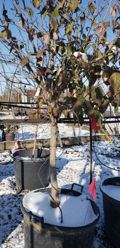 lot 2134 image: White dogwood tree 25 gallon pot