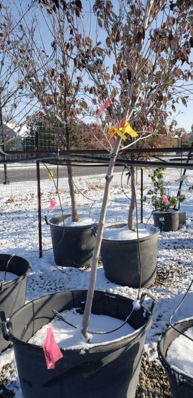 lot 2135 image: Pink Dogwood tree 25 gallon pot