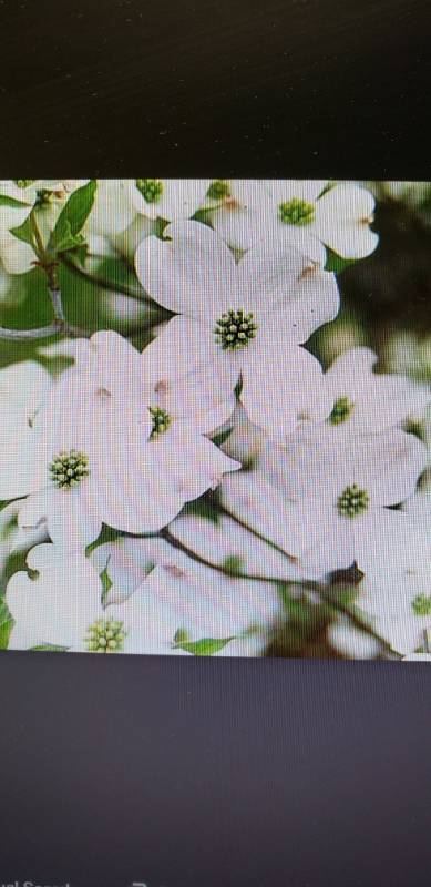 lot 2136 image: White Dogwood tree 25 gallon pot