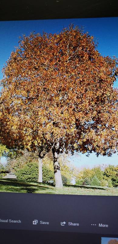 lot 2143 image: Autumn Splendor Buckeye 25 gallon pot
