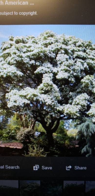 lot 2144 image: China Snow Fringetree 15 gallon container