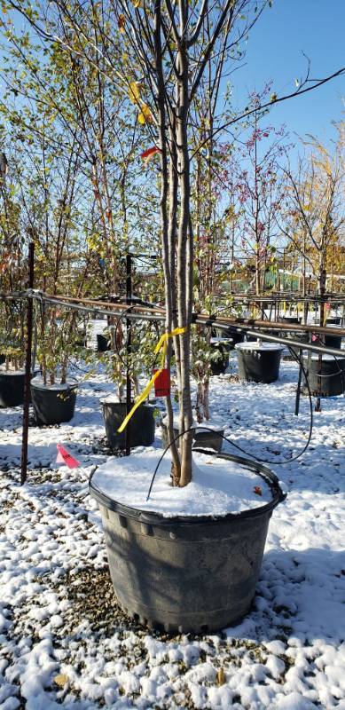 lot 2145 image: Redbud tree clump 45 gallon pot