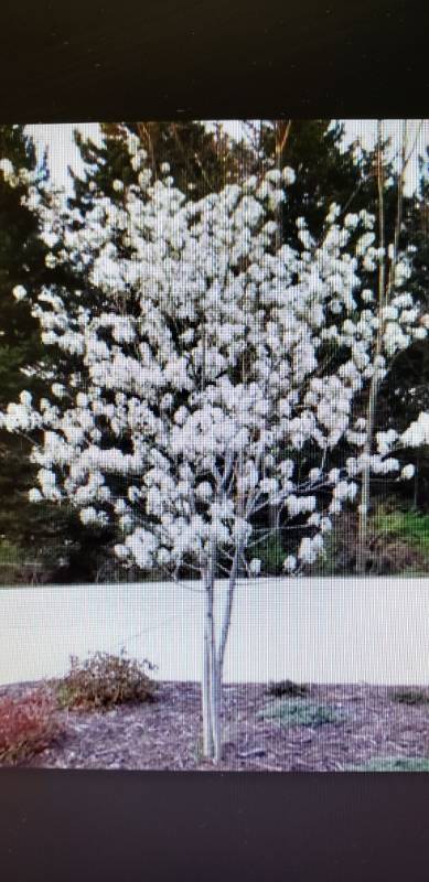 lot 2149 image: Autumn Brilliance Serviceberry 25 gallon pot
