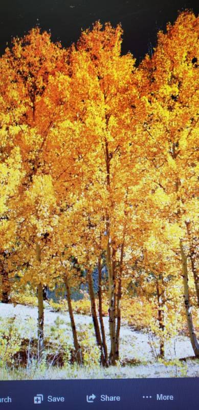 lot 2150 image: Quaking Aspen Tree 10 gallon container