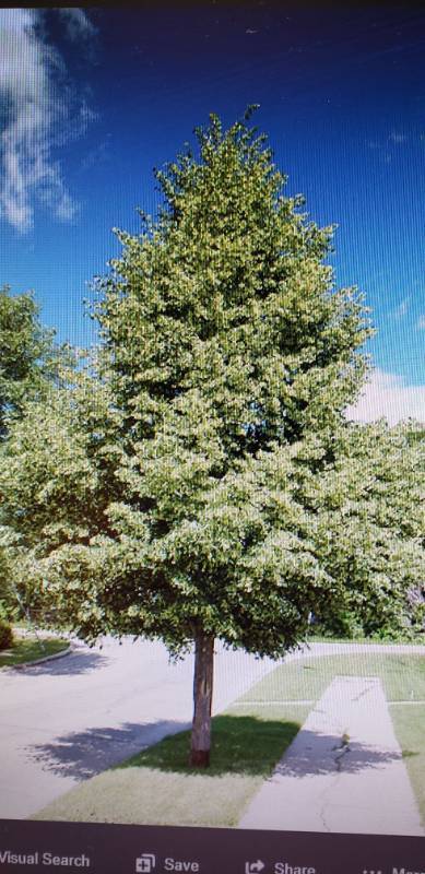lot 2159 image: Greenspire Linden 15 gallon pot