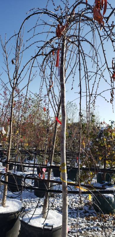 lot 2174 image: Snow Fountains Crabapple