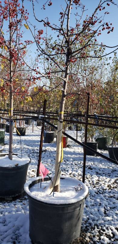 lot 2183 image: Indian Summer Crabapple 25 gallon pot
