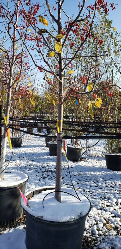 lot 2184 image: Red Jewel Crabapple 25 gallon pot
