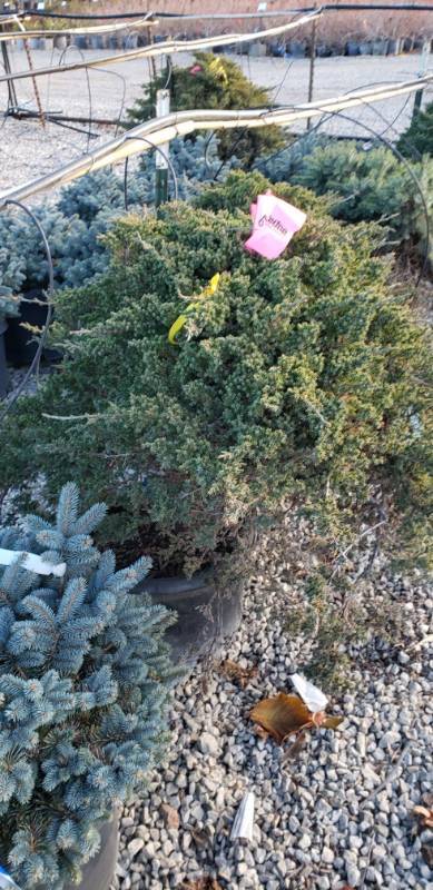 lot 2188 image: Procumbens Juniper Grafted small tree 10 gallon pot