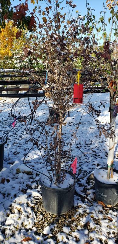 lot 2193 image: Summer Wine Ninebark Tree