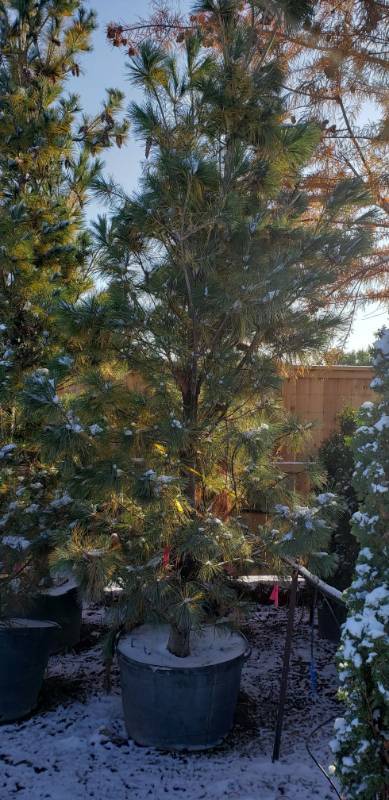 lot 2198 image: Columnar Pine 45 gallon pot