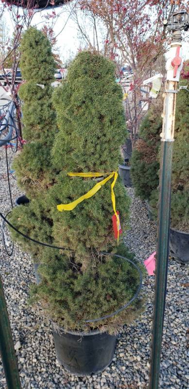 lot 2200 image: Dwarf Alberta Spruce Sprial 7 gallon pot