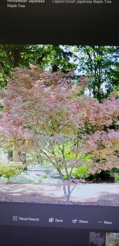 lot 2205 image: Beni Schichihenge Japanese Maple 25 gallon pot