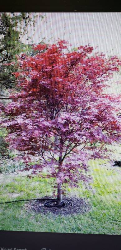 lot 2212 image: Bloodgood Maple 7 gallon pot