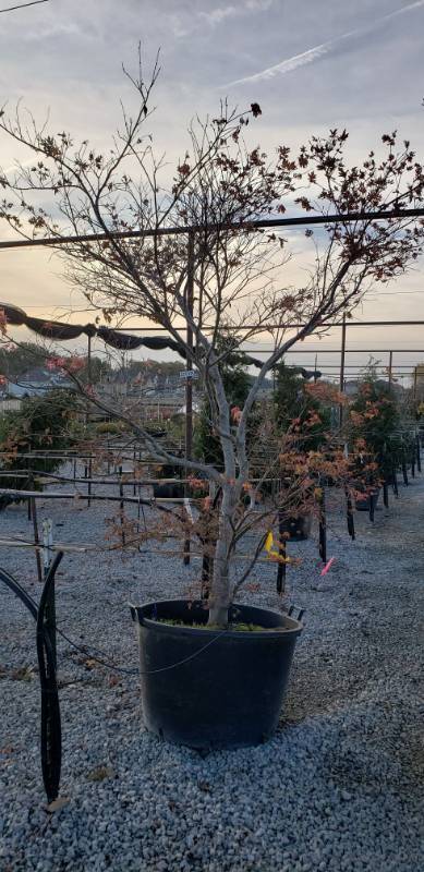 lot 2213 image: Shigatsu Sawa Japanese Maple 45 gallon pot