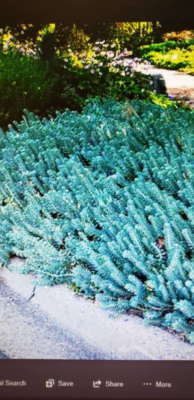 lot 2277 image: 1 Flat Blue Spruce Sedum