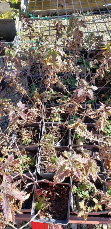 lot 2280 image: 1 flat of Rose Verbena (Glandularia canadensis)