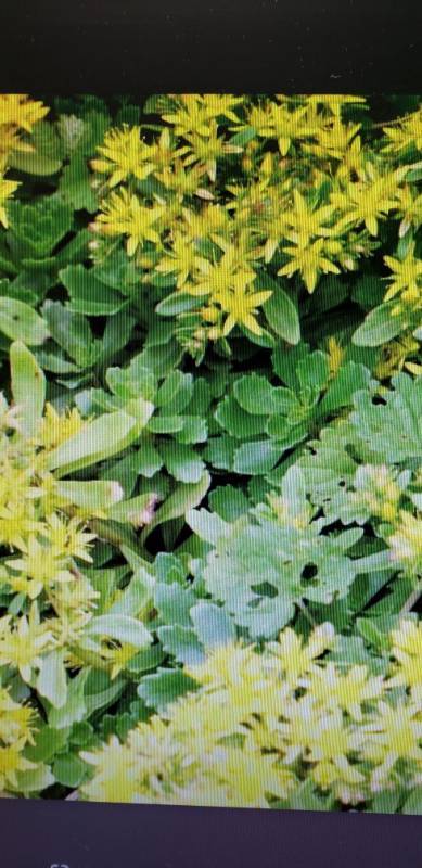 lot 2283 image: 1 flat of Westphaner Gold Sedum