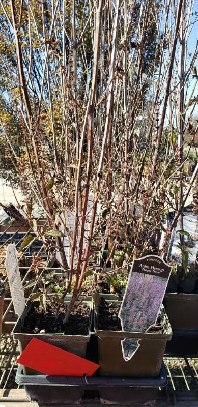 lot 2288 image: 1 flat of Agastache Purple Haze