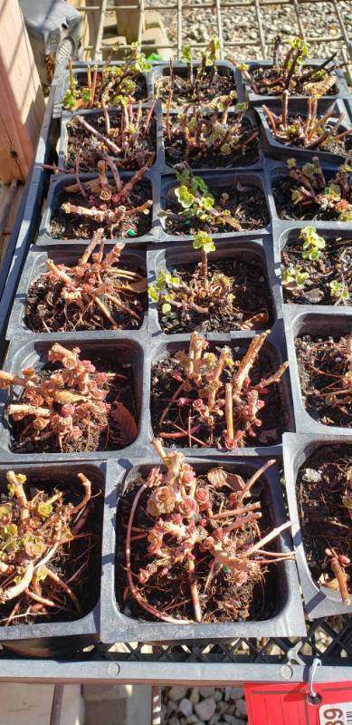 lot 2289 image: 3 flats of unknown sedum
