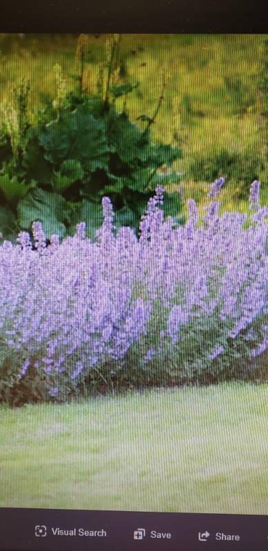 lot 2290 image: 3 flats of Nepeta Blue Wonder