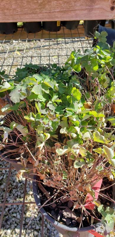 lot 2292 image: Red and White Winky Columbine 1 gallon pot
