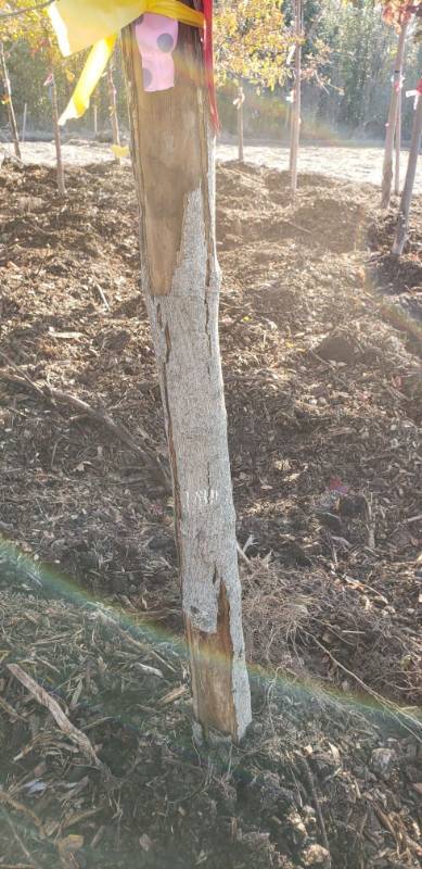 lot 2300 image: Norwegian Sunset Maple 2.5   caliper balled and burlapped