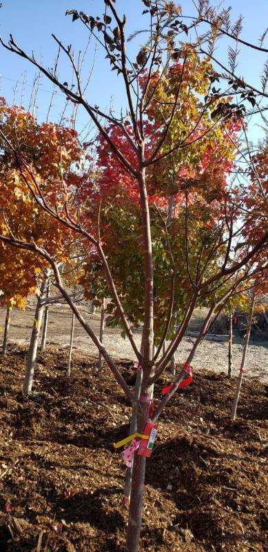 lot 2305 image: June Snow Dogwood 1.75  caliper balled and burlapped