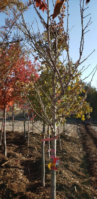 lot 2309 image: Autumn Gold Ginkgo 2.5  caliper balled and burlapped